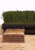 Wheat grass  Growing Kit